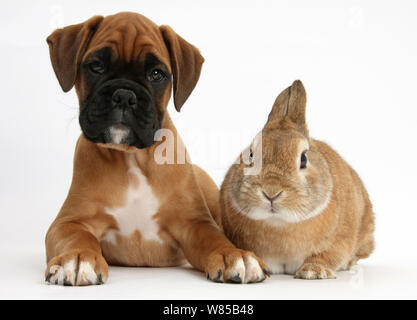 Boxer Welpen, Boris, 12 Wochen, mit Netherland Dwarf-cross Kaninchen, Peter. Stockfoto
