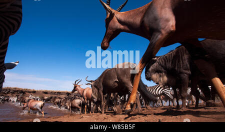 Topi (Damaliscus lunatus jimela), Eastern White-bärtigen Gnus (connochaetes Taurinus) und Gemeinsame oder Ebenen Zebra (Equus quagga burchellii) Gemischte Herde der Mara River Crossing. Masai Mara National Reserve, Kenia. Mit remote Weitwinkel Kamera genommen. Stockfoto