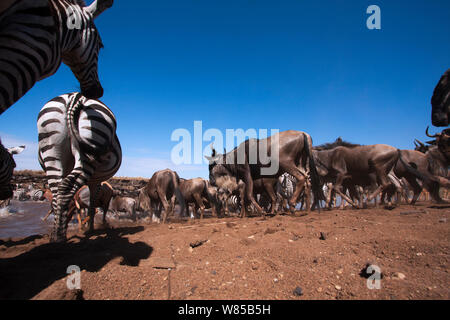 Topi (Damaliscus lunatus jimela), Eastern White-bärtigen Gnus (connochaetes Taurinus) und Gemeinsame oder Ebenen Zebra (Equus quagga burchellii) Gemischte Herde der Mara River Crossing. Masai Mara National Reserve, Kenia. Mit remote Weitwinkel Kamera genommen. Stockfoto