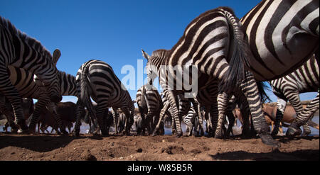 Gemeinsame oder Ebenen Zebra (Equus quagga burchellii) Topi (Damaliscus lunatus jimela) und östlichen weißen bärtigen Gnus (connochaetes Taurinus) Gemischte Herde Kreuzung Mara River. Masai Mara National Reserve, Kenia. Mit remote Weitwinkel Kamera genommen. Stockfoto