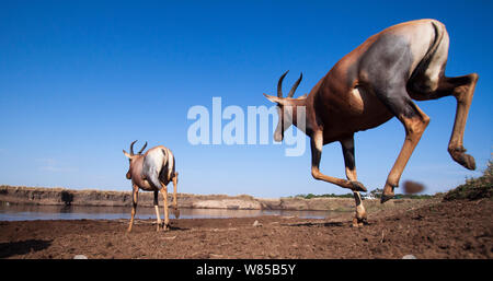 Topi (Damaliscus lunatus jimela) den Mara Fluss überquert. Masai Mara National Reserve, Kenia. Mit remote Weitwinkel Kamera genommen. Stockfoto