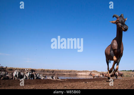 Topi (Damaliscus lunatus jimela), Eastern White-bärtigen Gnus (connochaetes Taurinus) und Gemeinsame oder Ebenen Zebra (Equus quagga burchellii) Gemischte Herde der Mara River Crossing. Masai Mara National Reserve, Kenia. Mit remote Weitwinkel Kamera genommen. Stockfoto