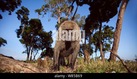 Olive baboon (papio Anubis) Männliche beobachten mit Neugier. Masai Mara National Reserve, Kenia. Mit remote Weitwinkel Kamera genommen. Stockfoto