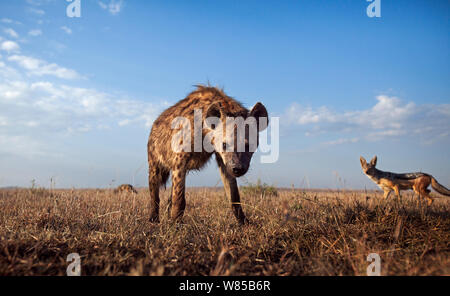 Tüpfelhyäne (Crocuta crocuta) nähert sich mit Neugier mit Black-backed Jackals im Hintergrund (Canis mesomelas). Masai Mara National Reserve, Kenia. Mit remote Weitwinkel Kamera genommen. Stockfoto