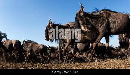 Eastern White-bärtigen Gnus (connochaetes Taurinus) Herde läuft. Masai Mara National Reserve, Kenia. Mit remote Weitwinkel Kamera genommen. Stockfoto