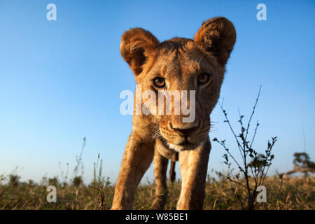 Löwe (Panthera leo) Cub im Alter von etwa 2 Jahren nähert sich mit Neugier - remote Weitwinkel Perspektive. Masai Mara National Reserve, Kenia. Mit remote Weitwinkel Kamera genommen. Stockfoto