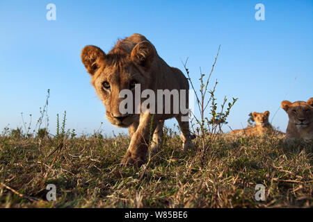 Löwe (Panthera leo) Cub im Alter von etwa 2 Jahren nähert sich mit Neugier - remote Weitwinkel Perspektive. Masai Mara National Reserve, Kenia. Mit remote Weitwinkel Kamera genommen. Stockfoto