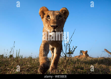 Löwe (Panthera leo) Cub im Alter von etwa 2 Jahren nähert sich mit Neugier - remote Weitwinkel Perspektive. Masai Mara National Reserve, Kenia. Mit remote Weitwinkel Kamera genommen. Stockfoto