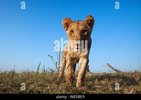 Löwe (Panthera leo) Cub im Alter von etwa 2 Jahren nähert sich mit Neugier - remote Weitwinkel Perspektive. Masai Mara National Reserve, Kenia. Mit remote Weitwinkel Kamera genommen. Stockfoto