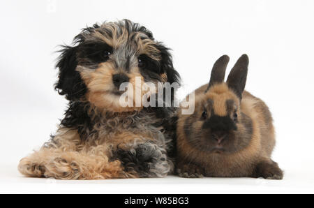 Cute tricolor merle Daxie - doodle Welpe, Dougal, mit einem schwarz-braun Kaninchen, vor weißem Hintergrund Stockfoto