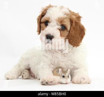 Cute rot-weißen Cavapoo Welpen, 5 Wochen, und Roborovski Zwerghamster, vor weißem Hintergrund Stockfoto