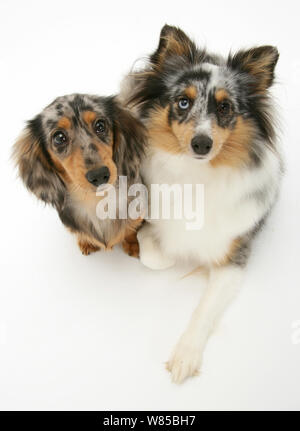 Tricolor merle Shetland Sheepdog, Saphir, mit Silver dapple Minidachshund pup, beide suchen, vor weißem Hintergrund Stockfoto