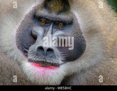 Bohrer monkey (Mandrillus leucophaeus) erwachsenen männlichen, Porträt, Captive Stockfoto