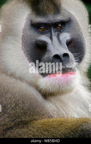 Bohrer monkey (Mandrillus leucophaeus) erwachsenen männlichen, Porträt, Captive Stockfoto