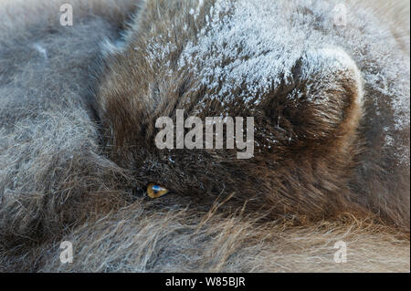 Polarfuchs (Alopex lagopus) ruht, mit Schnee auf Kopf, Westfjorde, Island, April. Stockfoto