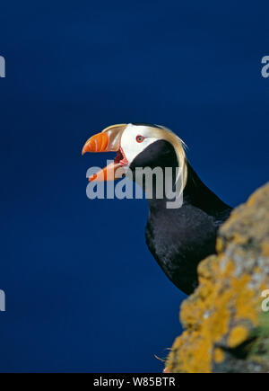 Getuftete Papageitaucher (Fratercula cirrhata), auf einer Klippe, St . Paul, Pribilof Inseln, Beringmeer, Alaska. Stockfoto