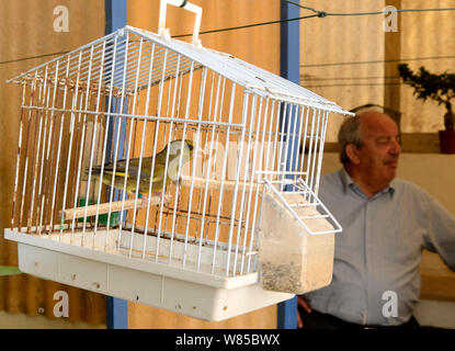 Grünfink (Carduelis chloris) singen im Käfig, Malta, März 2012. Stockfoto