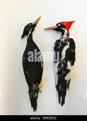 Ivory-billed woodpecker (Campephilus Principalis) Skins, bei British Museum in Tring. Kritisch gefährdeten Arten wahrscheinlich ausgestorben zu sein. Stockfoto