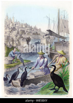 Handcolorierte Kupferstich dating zu 1858, Fischer mit ausgebildeten grosse Kormorane (Phalacrocorax carbo). Stockfoto