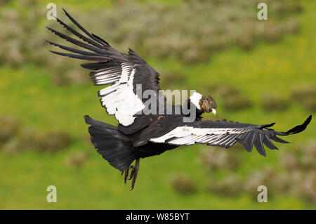 Andenkondor (Vultur gryphus) im Flug, Patagonien Chile, November. Stockfoto