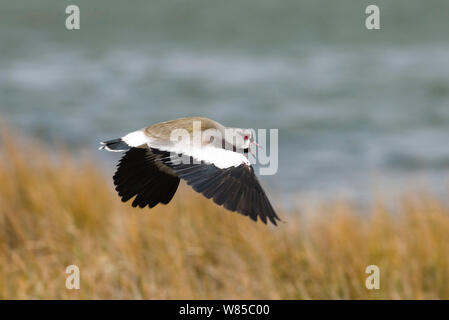 Südliche Kiebitz (Vanellus sp.) männliche Berufung im Flug, Feuerland, Argentinien, November. Stockfoto