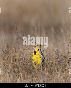 Western Meadowlark (Sturnella neglecta) singen bald nach Sonnenaufgang auf der Prairie, Sandhills, Nebraska, USA, April. Stockfoto