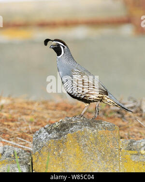 Kalifornien Wachtel (Callipepla californica) Kaikoura, South Island, Neuseeland. Eingeführte Arten. Stockfoto