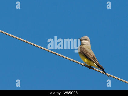Western Kingbird (tyrannus Verticalis) auf Draht, Salton Sea, California, USA, April. Stockfoto
