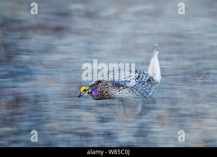 Sharp-Grouse (Tympanuchus phasianellus) Anzeige auf Lek im Morgengrauen in der Sandhills, Nebraska, USA, April tailed. Stockfoto