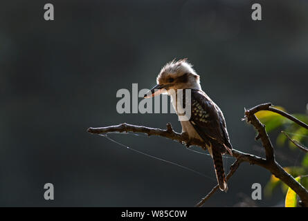 Laughing Kookaburra (Dacelo novaguinea) thront, Queensland, Australien. Stockfoto