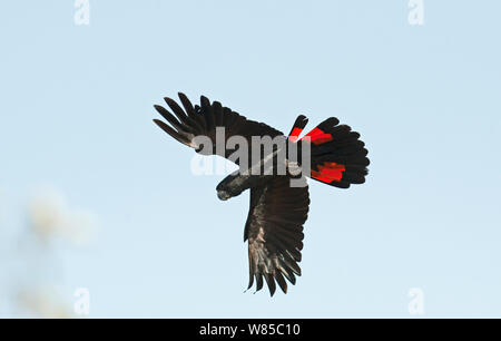 Rot-schwarz Kakadu (Calyptorhynchus banksii) im Flug, Queensland, Australien. Stockfoto