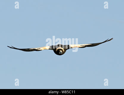 Australische Magpie (Gymnorhina tibicen) im Flug, Queensland, Australien. Stockfoto