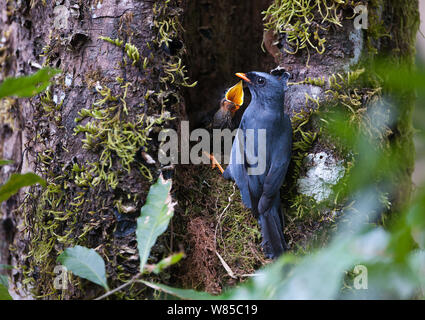 Schwarz-faced Solitaire (Myadestes melanops) am Nest, Savegre, Costa Rica. Stockfoto