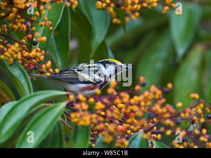 Kastanien-seitig Warbler (Dendroica pensylvanica) männlich, La Selva, Costa Rica. Stockfoto