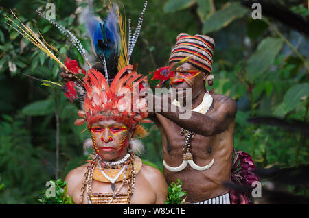 Jika tribal Tänzer in ihren Kopf Kleid für Paiya Singen vorbereitet - Singen. Herzstück ist eine ganze Haut ein blauer Paradiesvogel (Paradisaea rudolphi). Der Mensch trägt Schwein Stoßzähne. Western Highlands, Papua Neu Guinea. August 2011. Stockfoto