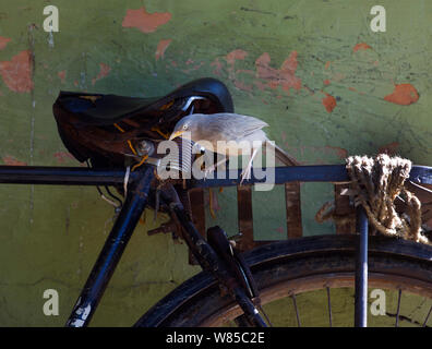 Dschungel Schwätzer (Turdoides Striata) auf dem Fahrradsattel, Bharatpur, Indien. Stockfoto