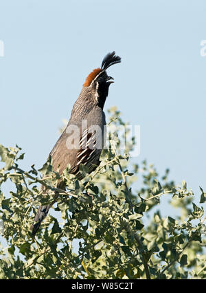 Gambel's quail (Callipepla gambelii) männliche Berufung, Kalifornien, USA, April. Stockfoto