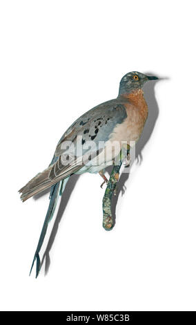 Passenger pigeon (Ectopistes migratorius) taxidermy Muster aus Nordamerika. Ausgestorbene Arten. Stockfoto