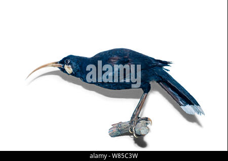 Huia (Heteralocha acutirostris) taxidermy Muster. North Island, Neuseeland. Ausgestorbene Arten. Stockfoto