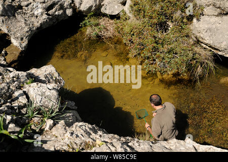 Dr. Jaime Bosch suchen im Teich auf der Suche nach der mallorquinischen Hebamme Kröte (Alytes muletensis) endemische Arten auf Mallorca, Torrent de s'Esmorcador, Mallorca, Spanien, April 2009. Stockfoto