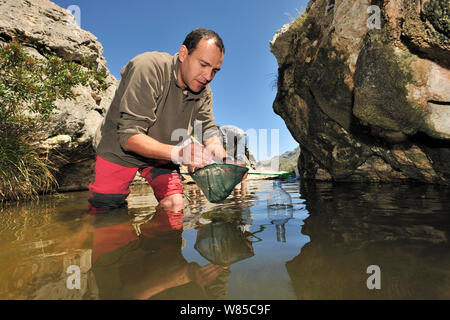 Dr. Jaime Bosch auf der Suche nach der mallorquinischen Hebamme Kröte (Alytes muletensis). Dieser Teich ist Lebensraum für die Mallorquinische Hebamme Kröte (Alytes muletensis) Torrent de s'Esmorcador, Mallorca, Spanien, April 2009. Stockfoto