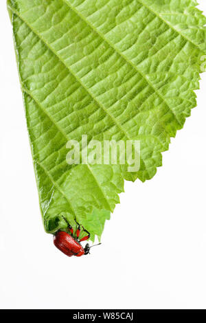 Hazel Leaf-roller Rüsselkäfer (Apoderus coryli) an der Spitze des Blattes bereit, es zu Rollen, Westensee, Deutschland, Juni. (Folge 2/7) Stockfoto