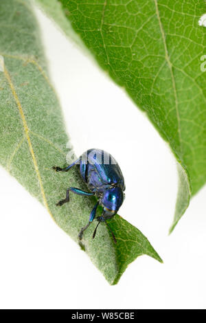 Rüsselkäfer (Byctiscus betulae) rollende Blatt, Niedersachsische Biosphärenreservat Elbtalaue, Niedersächsischen Elbtal, Deutschland. Juni. Stockfoto