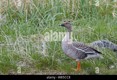 Taiga bean Goose (Anser fabalis rossicus) Uto, Finnland, Mai. Stockfoto