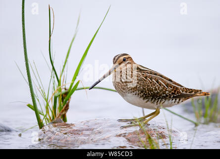 Bekassine (Gallinago gallinago) auf Rock, Uto, Finnland, August. Stockfoto