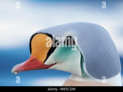 Männliche King eider Duck (Somateria californica) Porträt, Batsfjord, Norwegen, März. Stockfoto