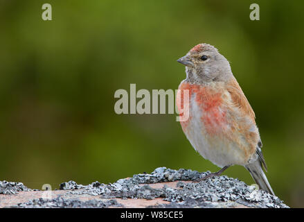 Männliche gemeinsame Hänfling (Carduelis cannabina) auf Rock, Uto, Finnland, August. Stockfoto