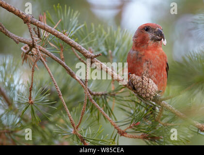 Männliche Papagei gegenwechsel (Loxia pytyopsittacus) Fütterung, Uto, Finnland, November. Stockfoto