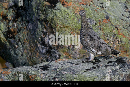 Female Rock Alpenschneehuhn (Lagopus muta) auf Rock, Utsjoki Finnland, September. Stockfoto