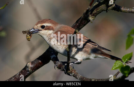 Buchse, Rot backed Shrike (Lanius collurio) mit Beute im Schnabel, Uto, Finnland, Mai. Stockfoto